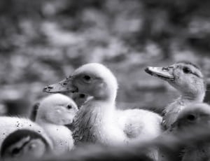 ducklings grayscale photo thumbnail