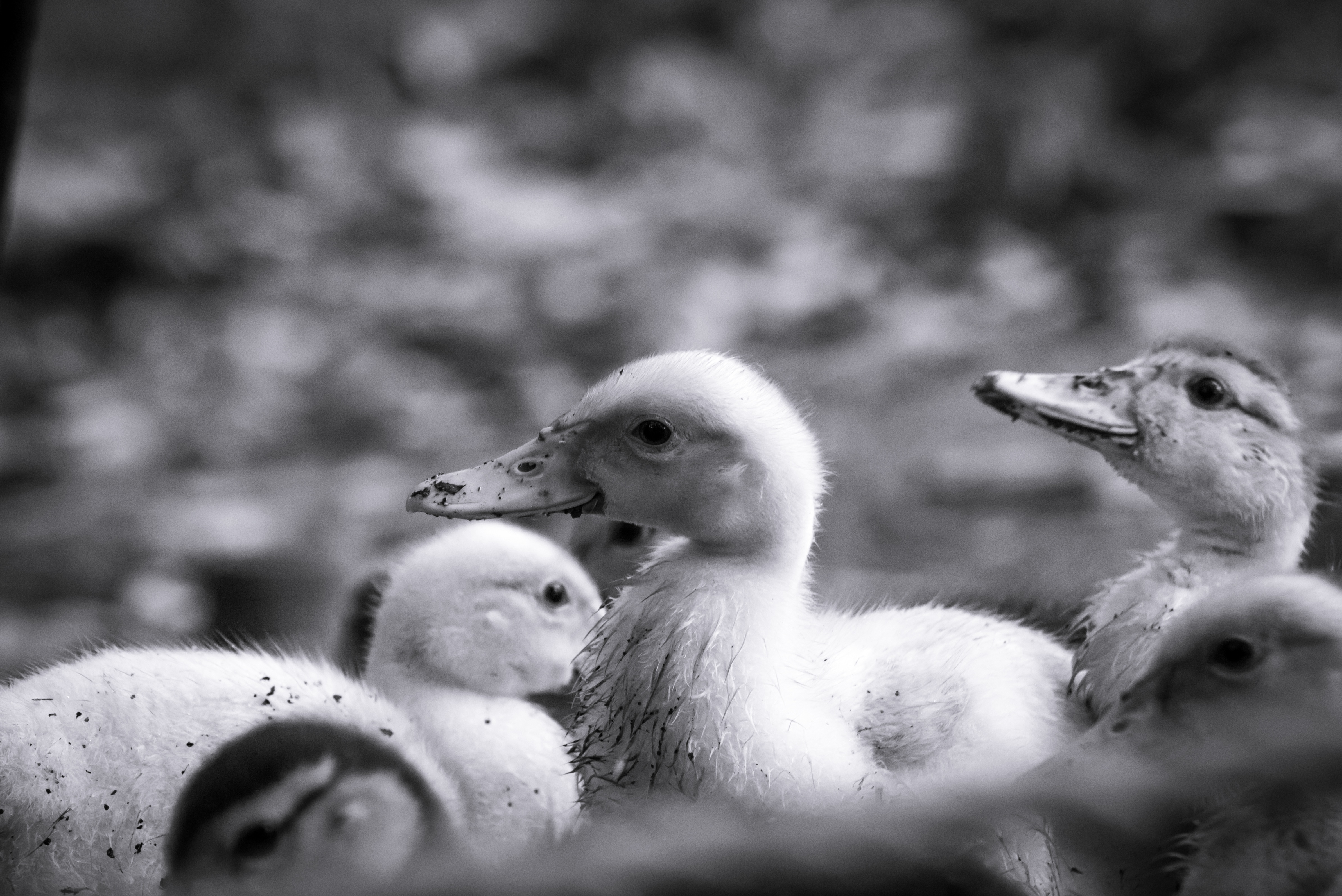 ducklings grayscale photo