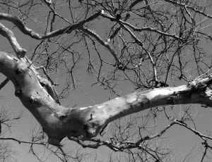 bare tree grayscale photo thumbnail