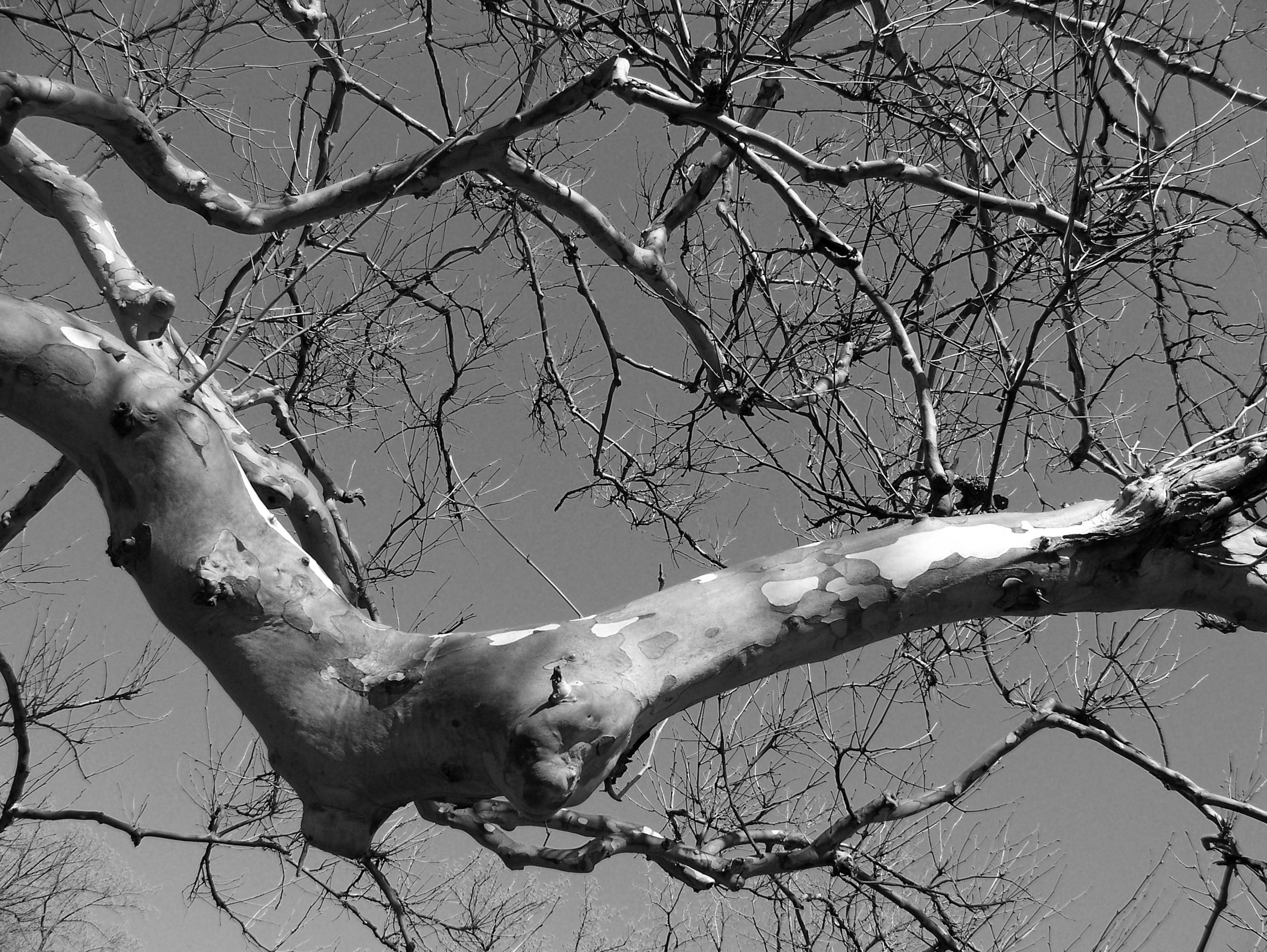 bare tree grayscale photo