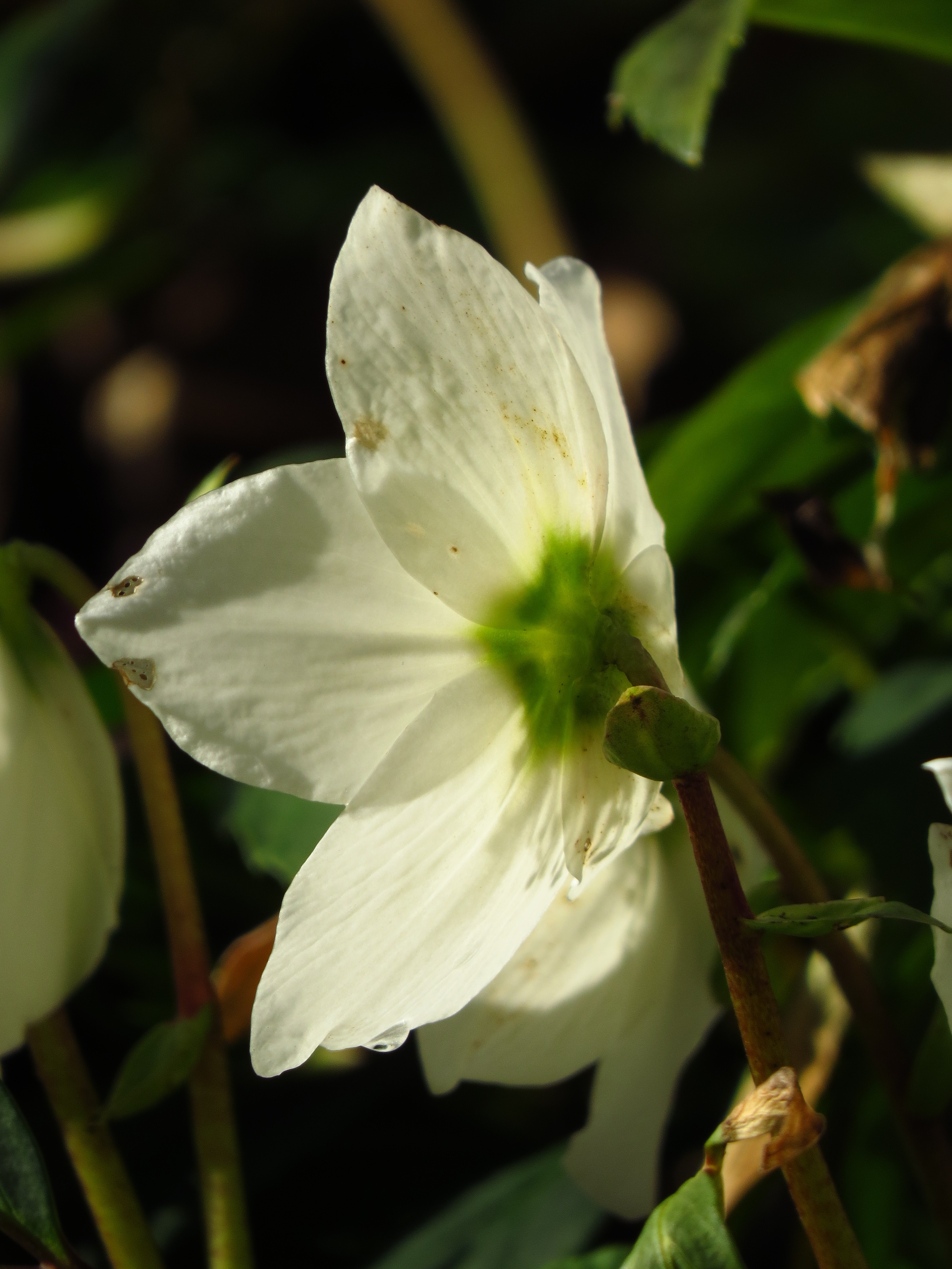white and green petaled flower