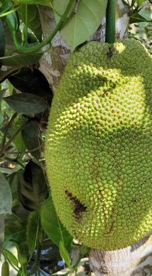 green jackfruit thumbnail