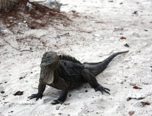 black iguana thumbnail