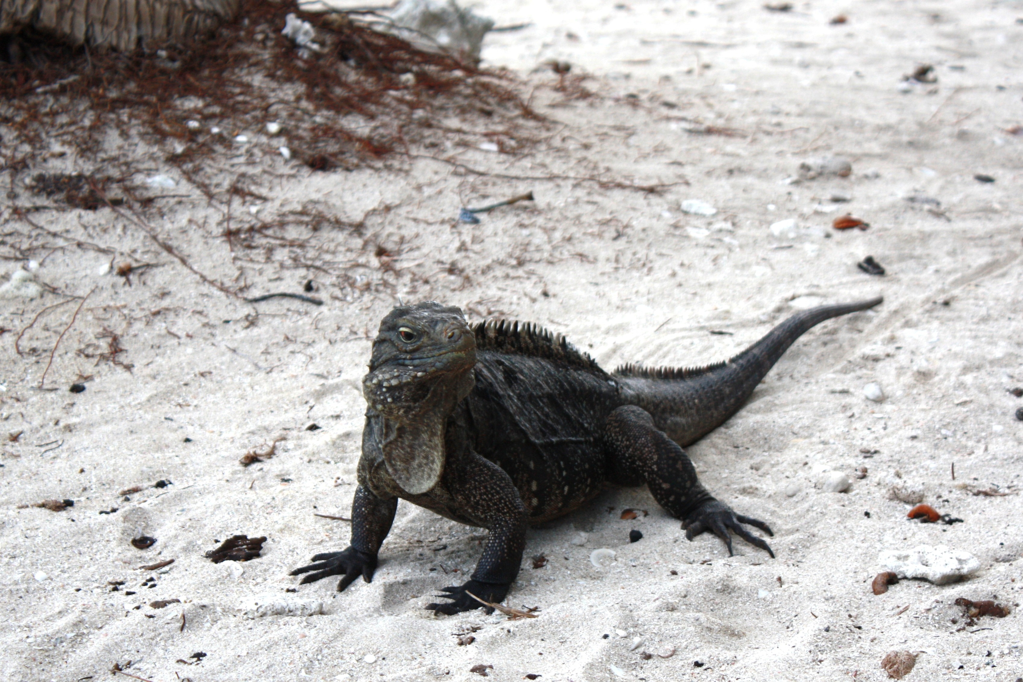 black iguana