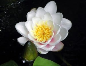 white,yellow,and pink petaled flower thumbnail