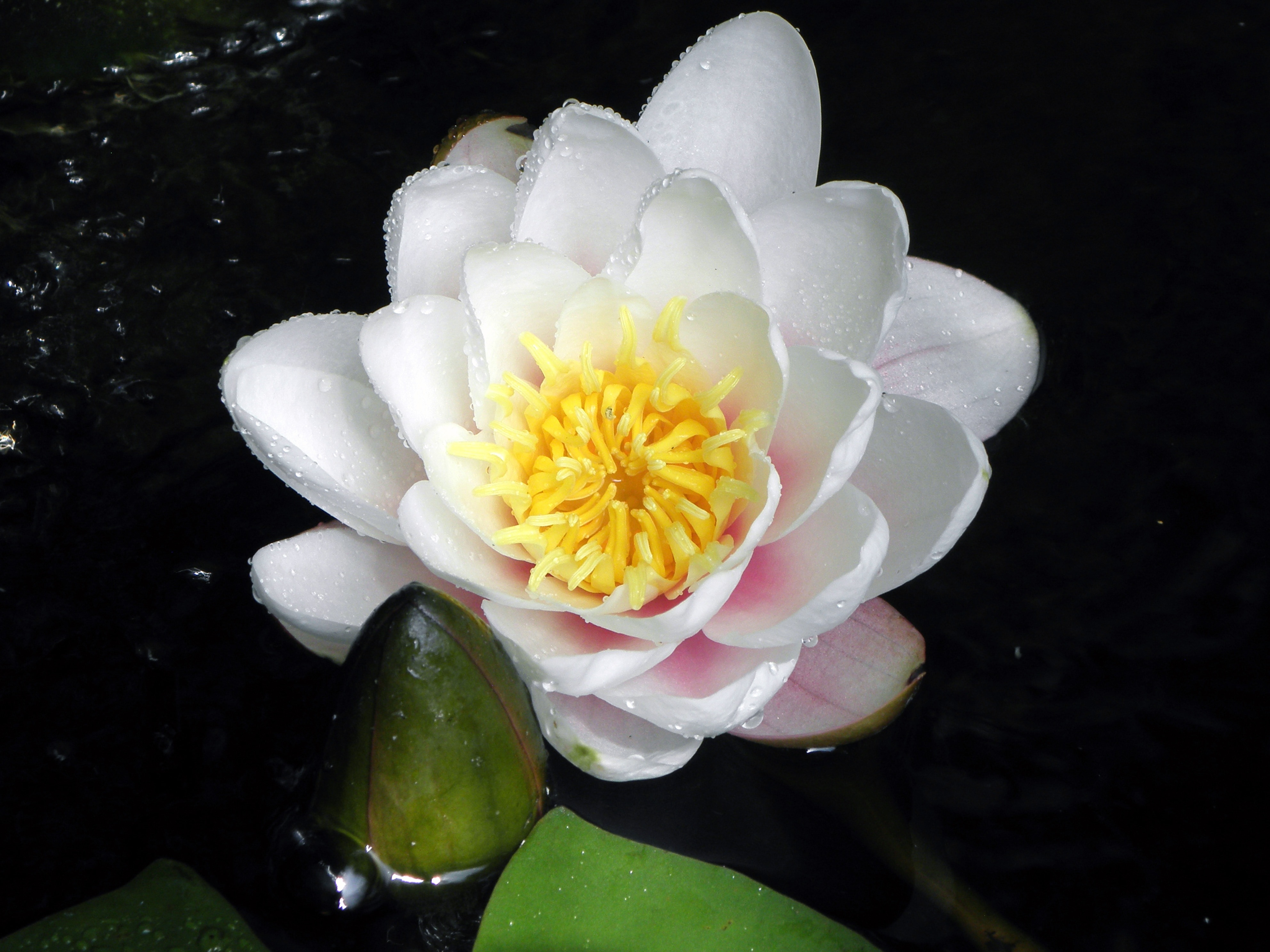 white,yellow,and pink petaled flower