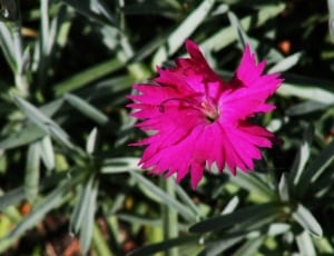 pink flower during daytime thumbnail