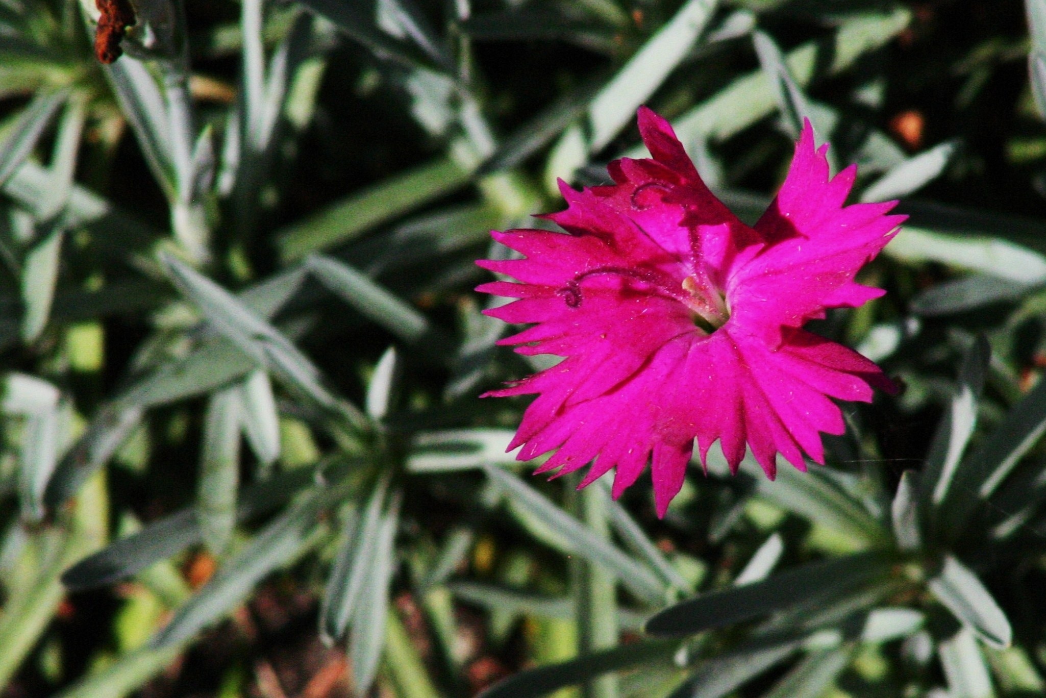pink flower during daytime