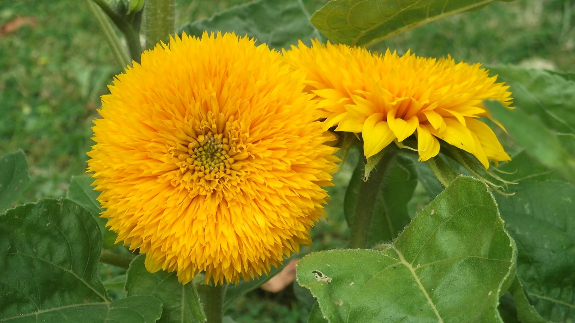 two yellow flowers