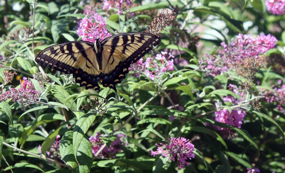 tiger swallowtail butterfly preview