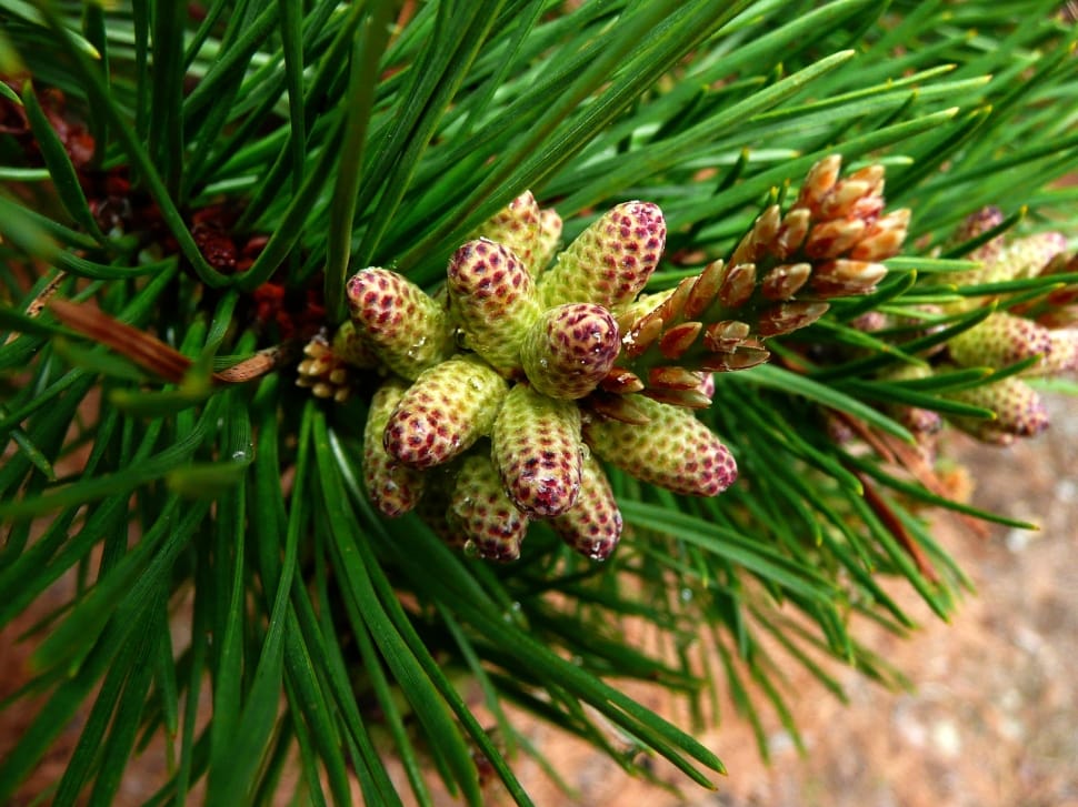 green pine cone preview