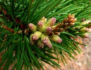 green pine cone thumbnail