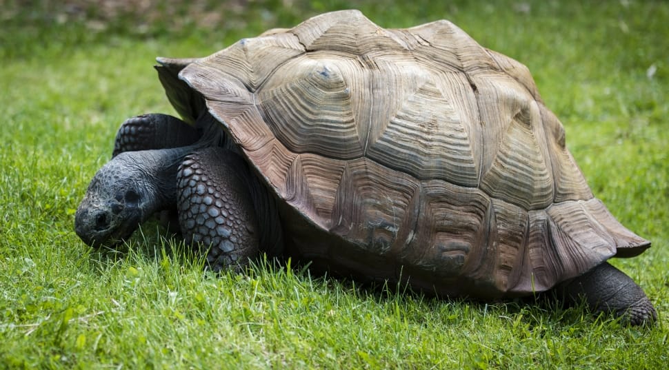 wild life photography of brown and black tortoise in green grass preview