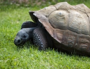 wild life photography of brown and black tortoise in green grass thumbnail
