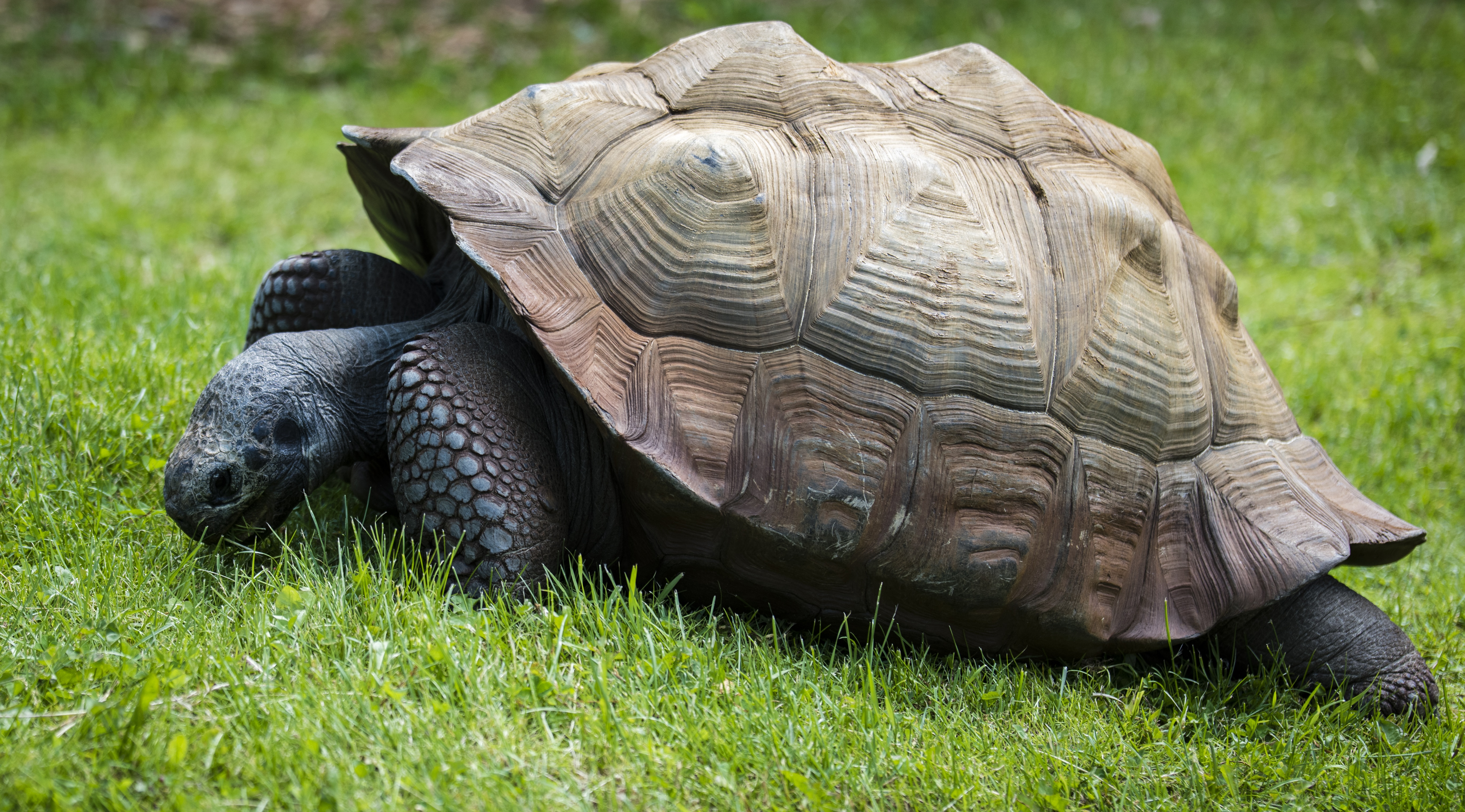 wild life photography of brown and black tortoise in green grass