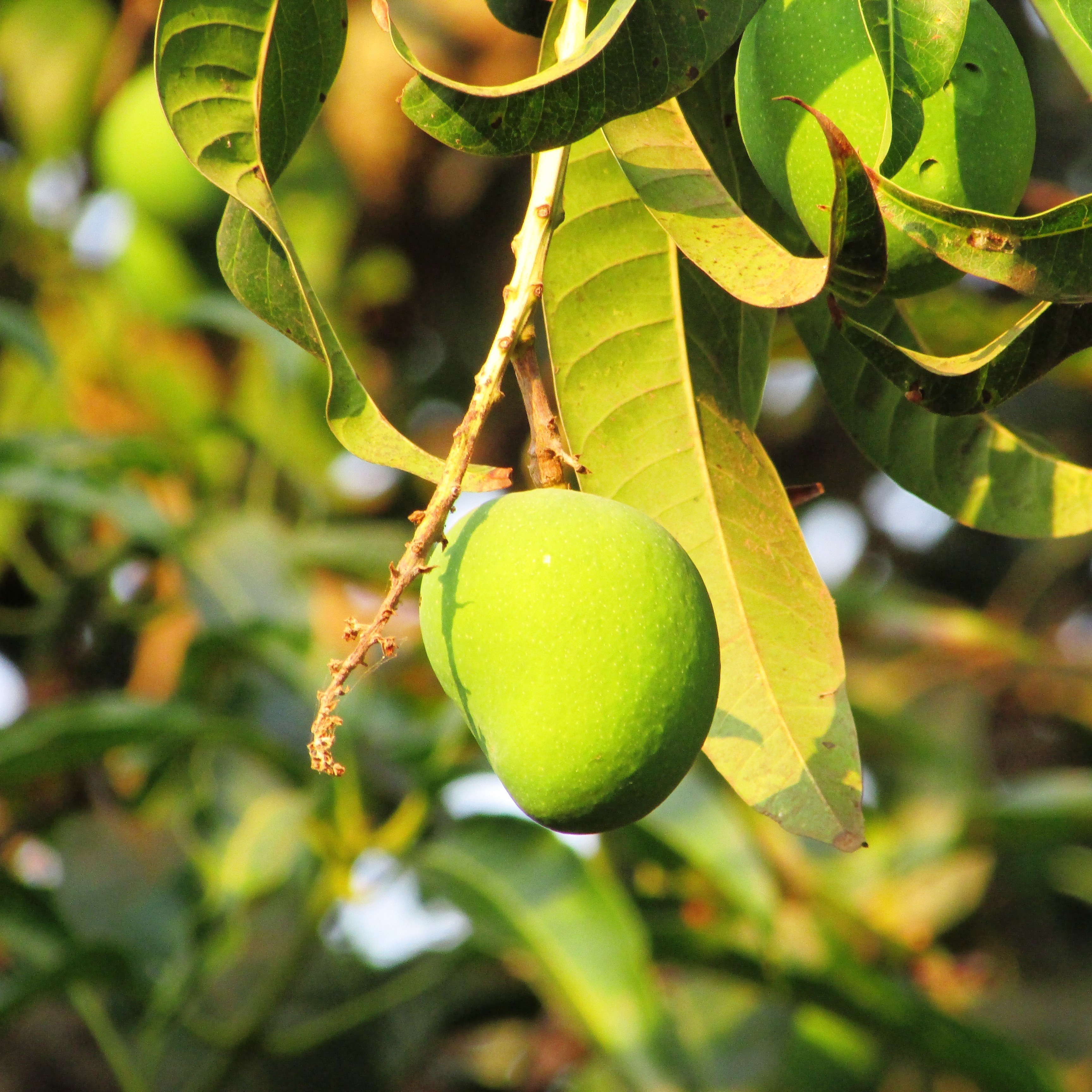 Цветущее дерево манго. Манго индийское. Плод манго. Манго Королевский. Манго в Индии.
