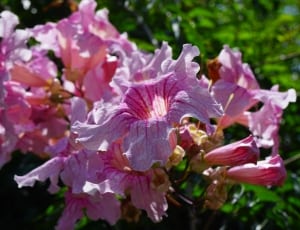 pink oleander thumbnail