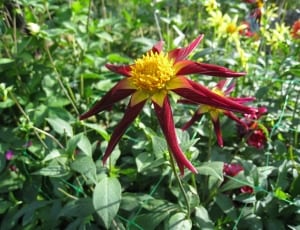 red and yellow daisy thumbnail