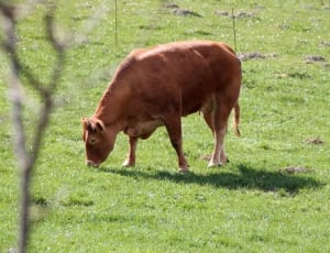 brown cow thumbnail