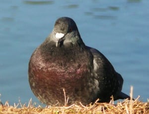 black pigeon thumbnail