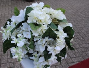 white petaled flowers in white vase thumbnail