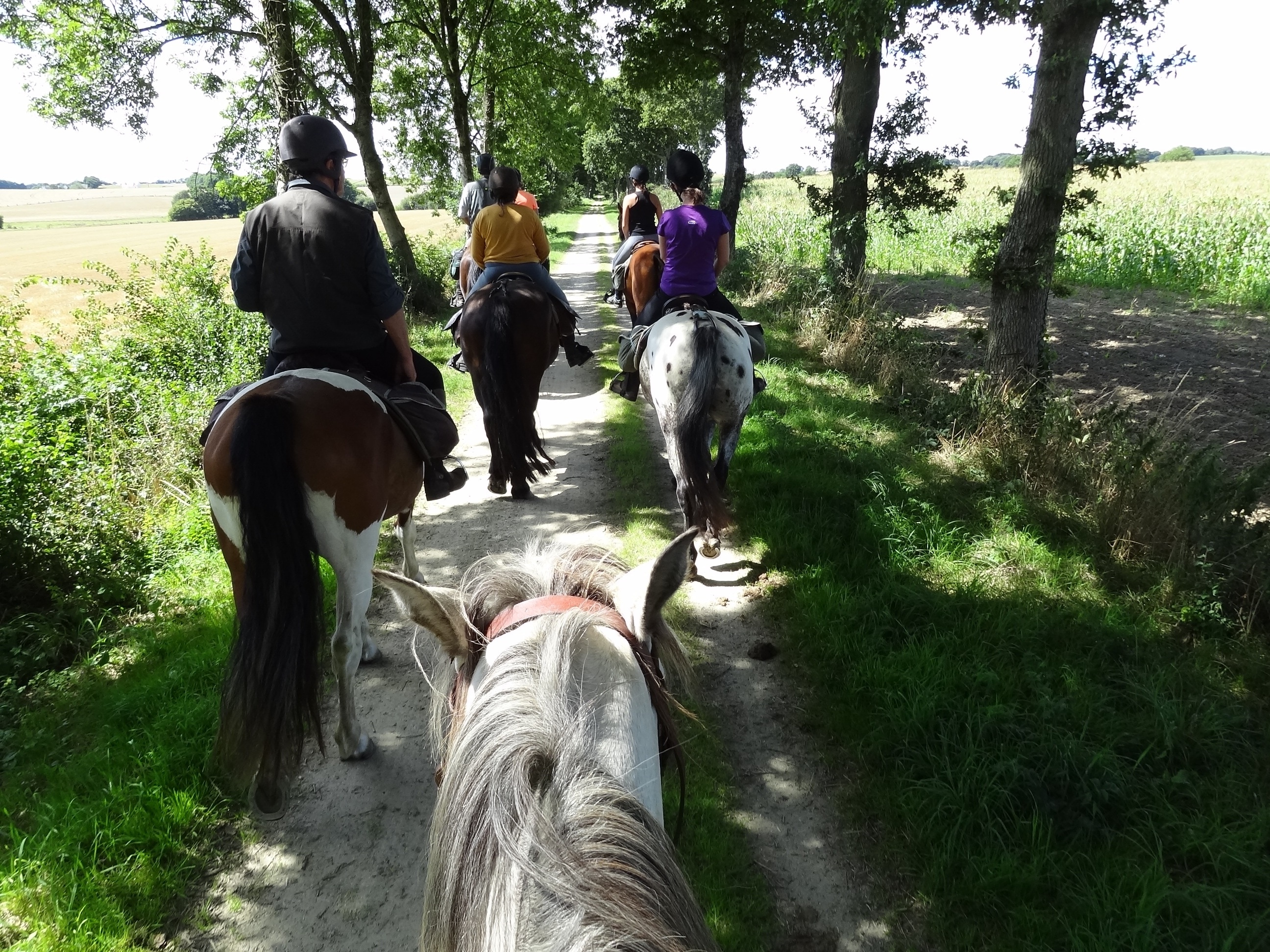 Мы вновь ехали на лошадях. Конный туризм. Поездка на лошадях. Конные прогулки по лесу. Туристы на лошадях тропа.