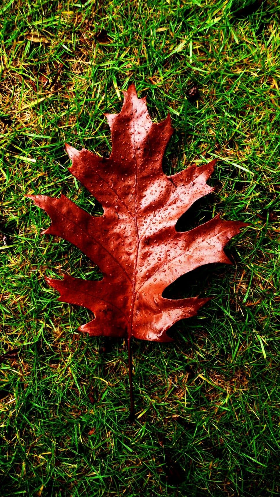 brown maple leaf preview