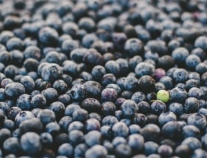 blueberries lot thumbnail