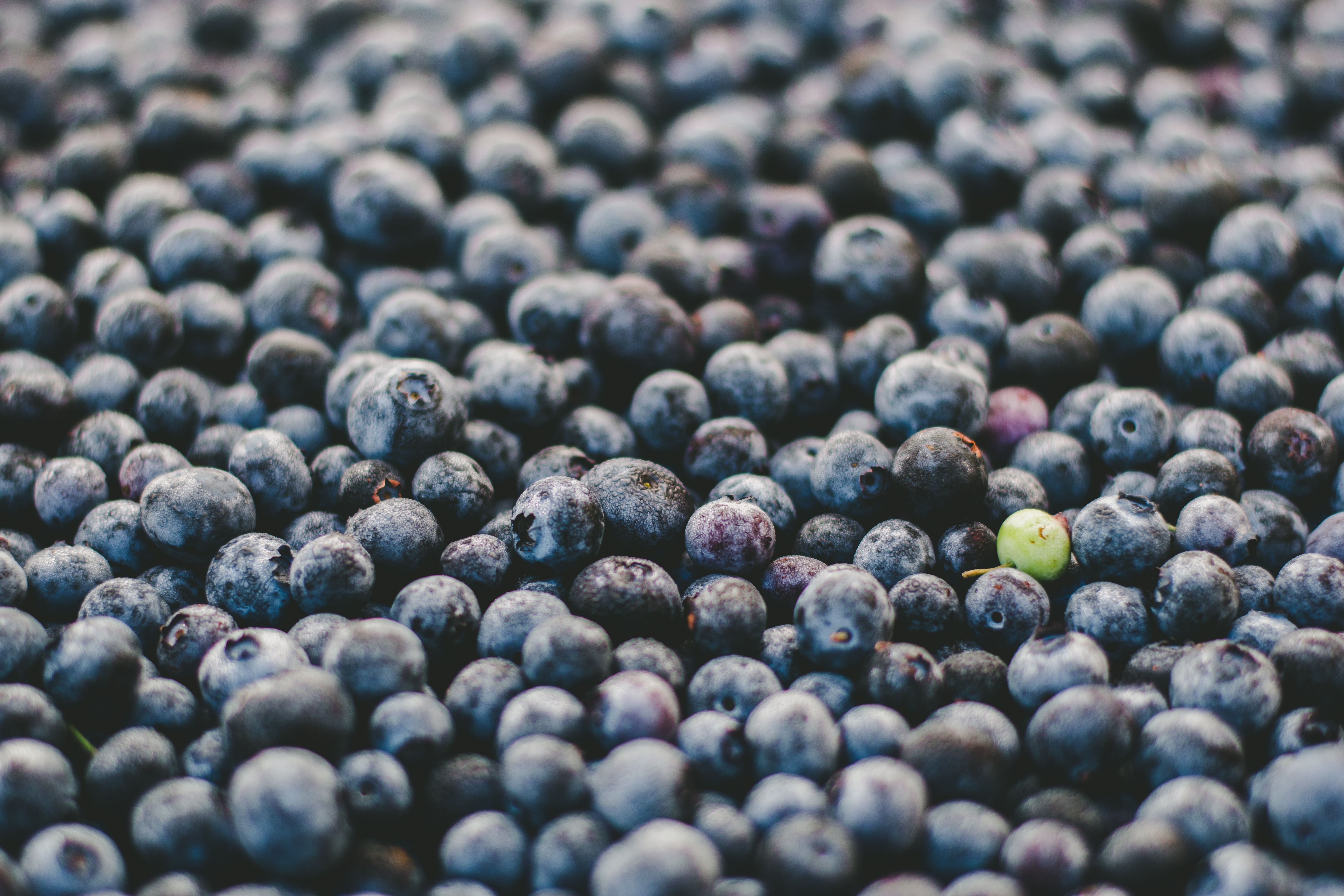 blueberries lot