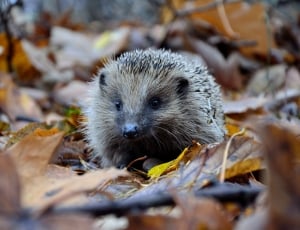 grey hedgehog beside leaves thumbnail