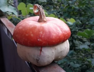 red and white pumpkin thumbnail