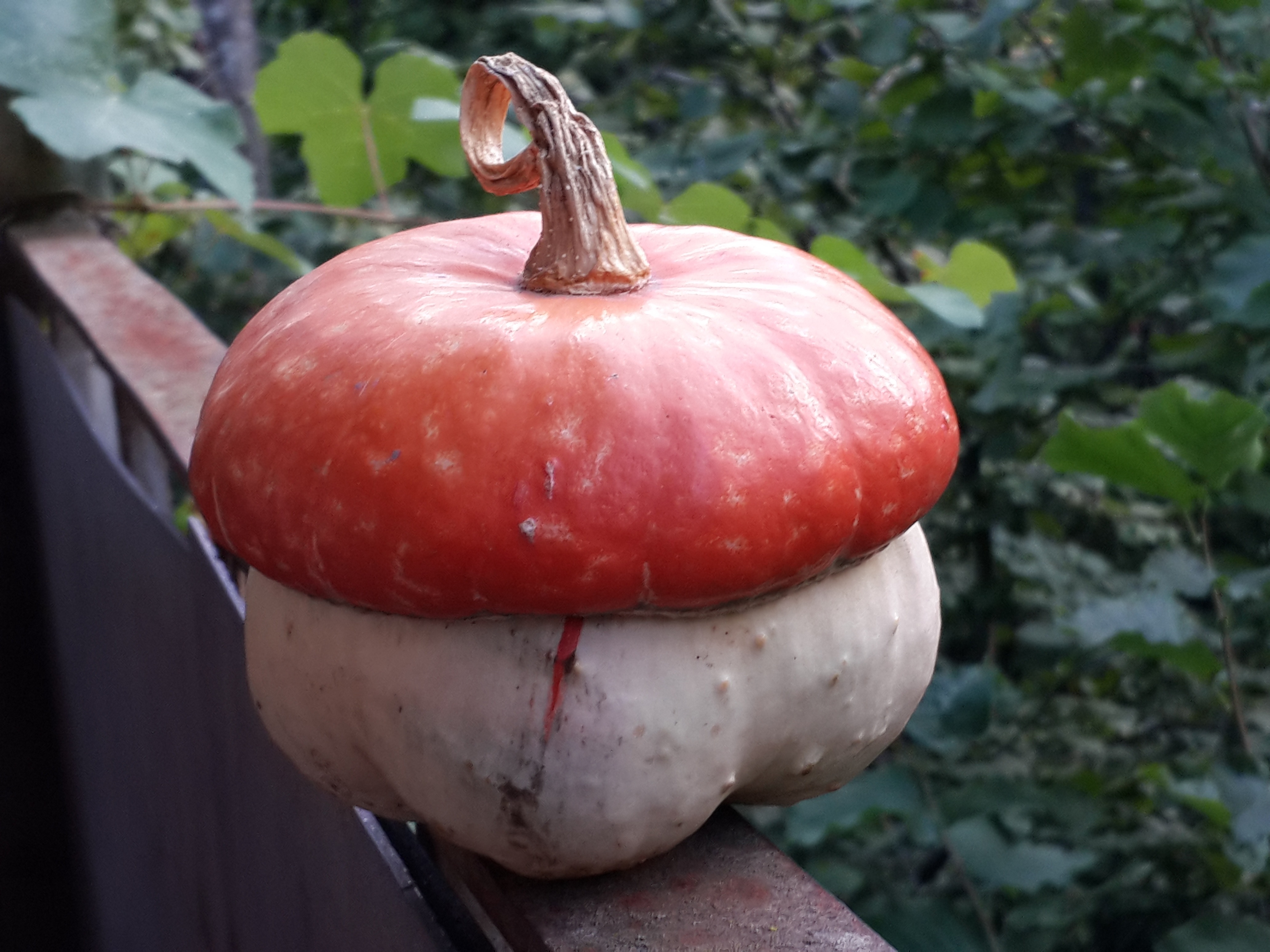 red and white pumpkin