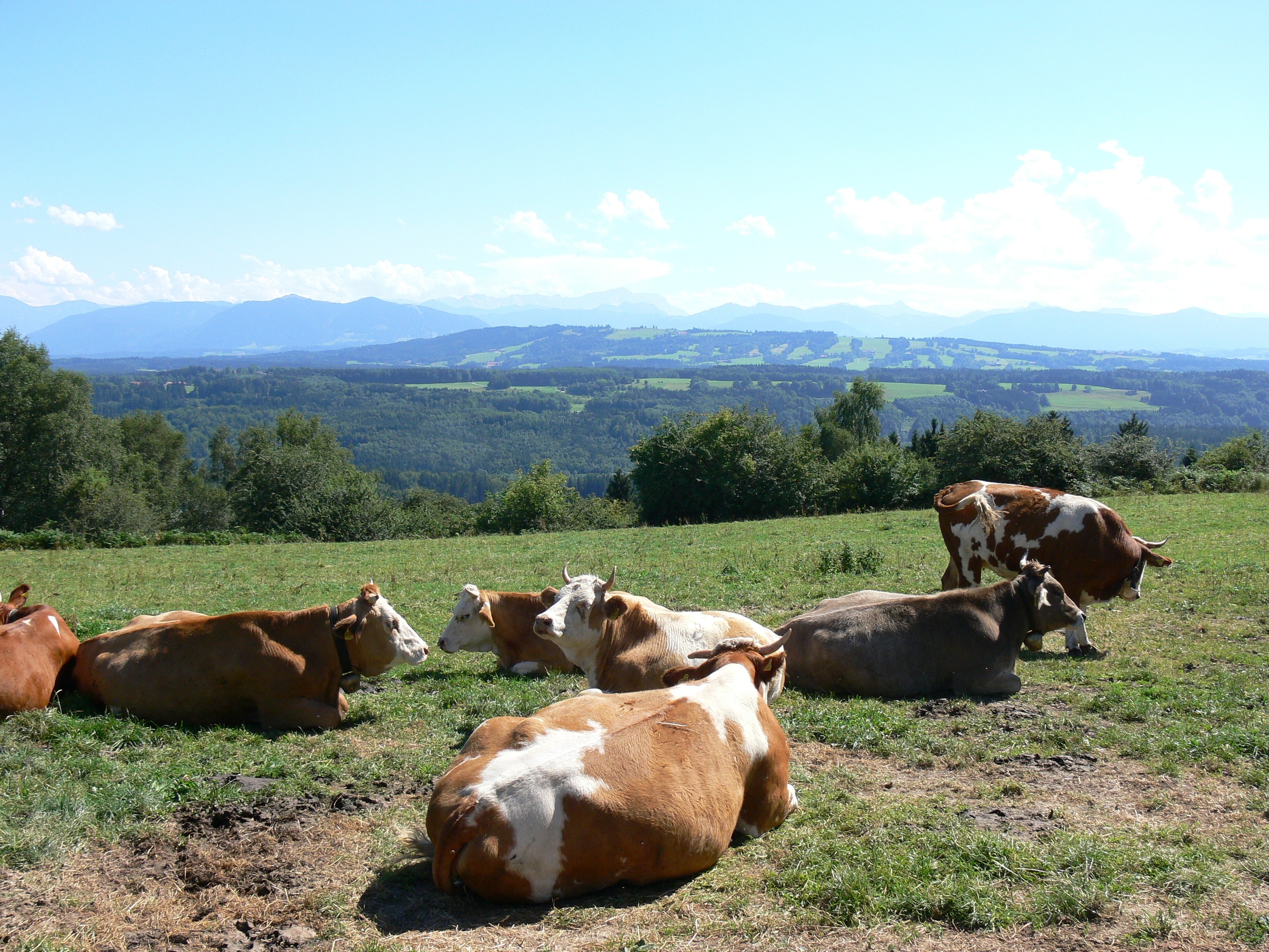 group of cattles