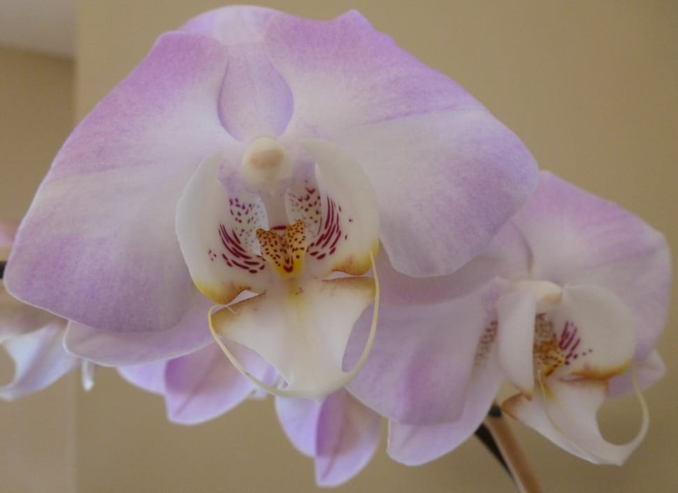 white and purple orchid flowers preview