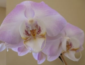 white and purple orchid flowers thumbnail