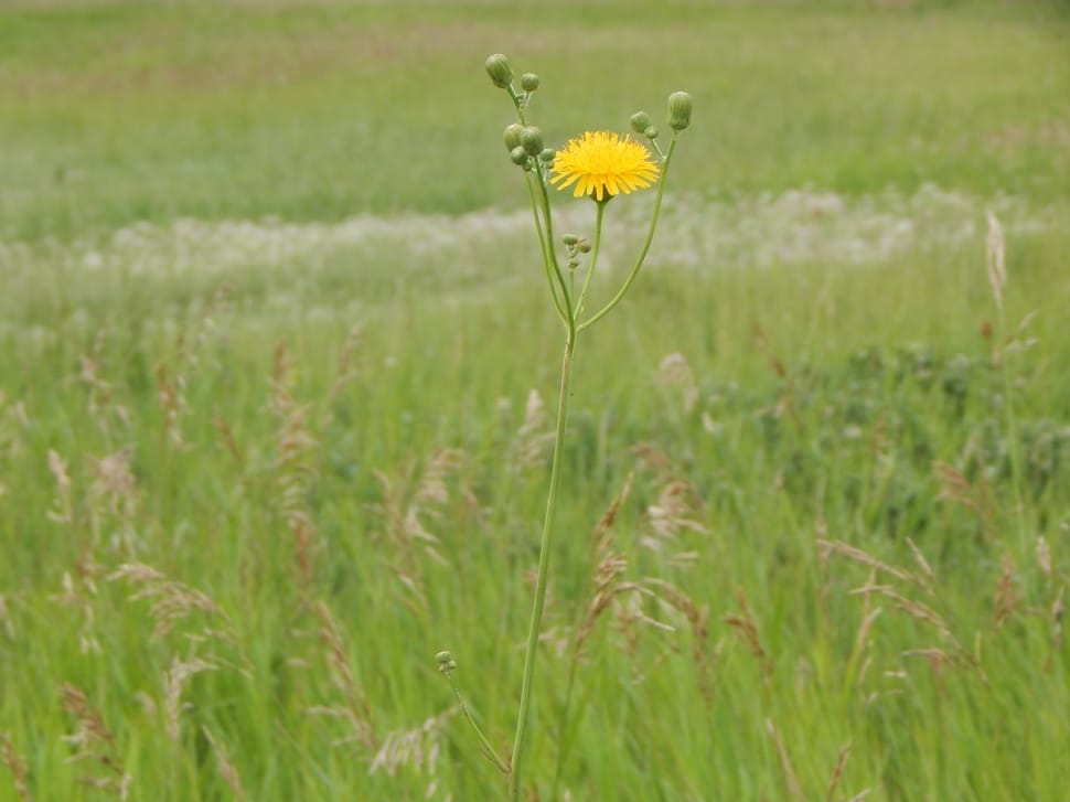 yellow petal flower in grass field preview