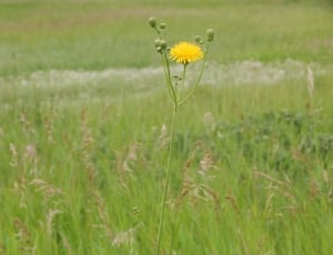 yellow petal flower in grass field thumbnail