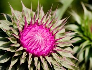 pink and green flower thumbnail
