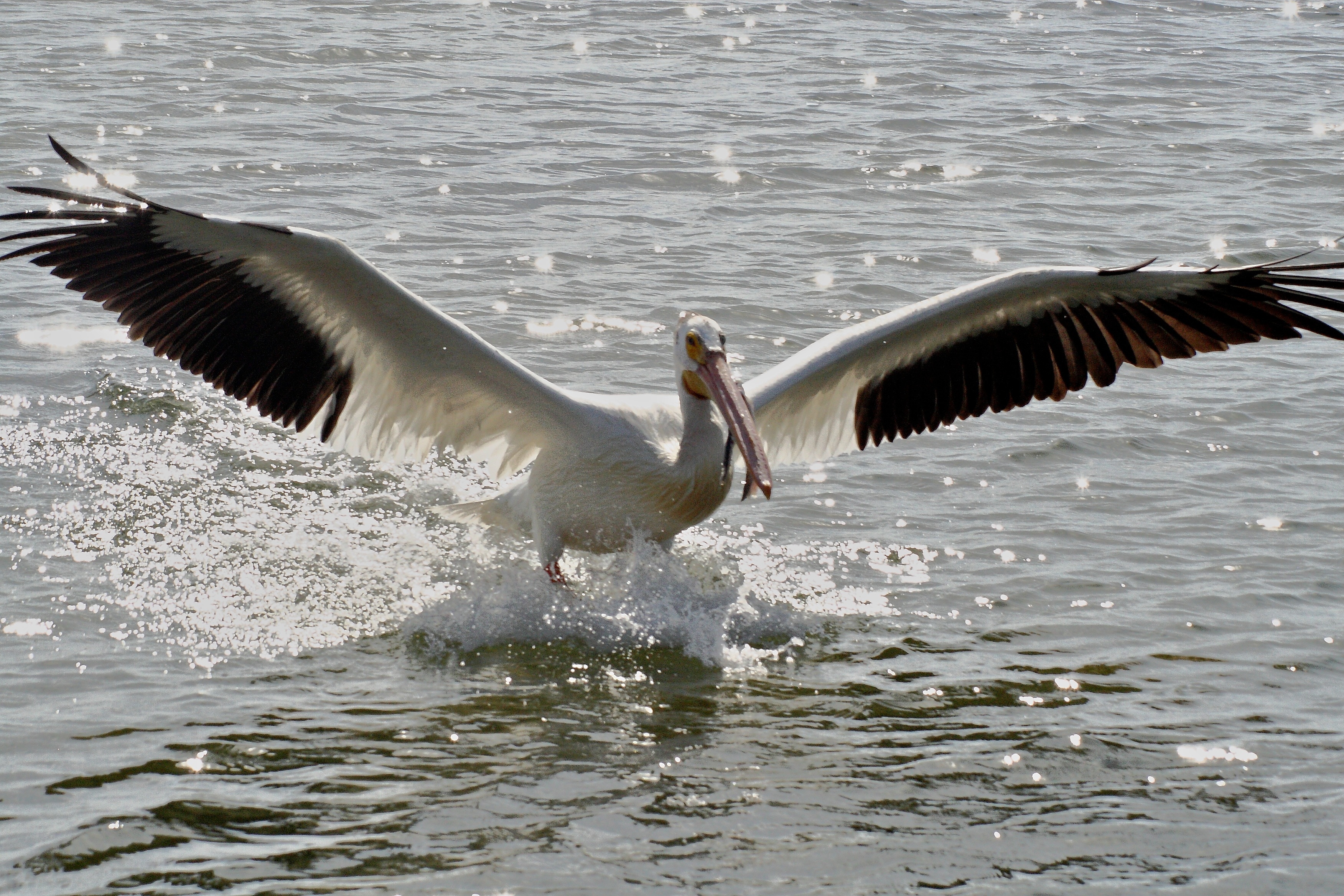 Пеликан ловит рыбу. Американский белый Пеликан. Крылья пеликана. Пеликан на воде. Пеликан в воздухе.