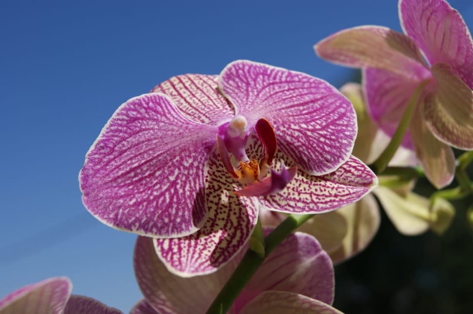 pink and white moth orchids preview