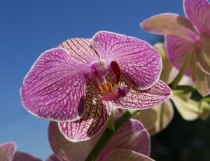 pink and white moth orchids thumbnail