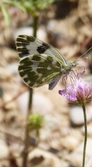 marbled white butterfly thumbnail