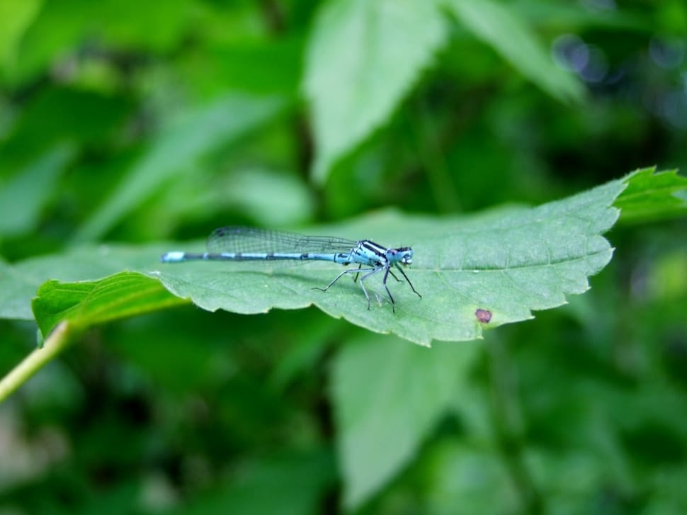 blue damselfly preview