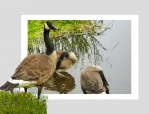 photo of three brown-and-black ducks thumbnail