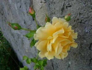 yellow rose thumbnail