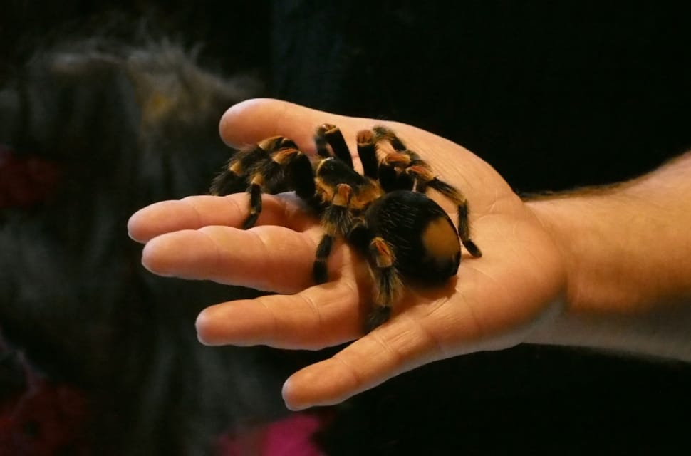 mexican red knee tarantula preview