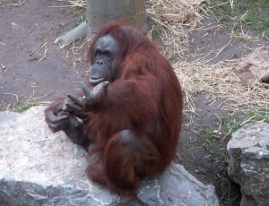 adult orangutan thumbnail