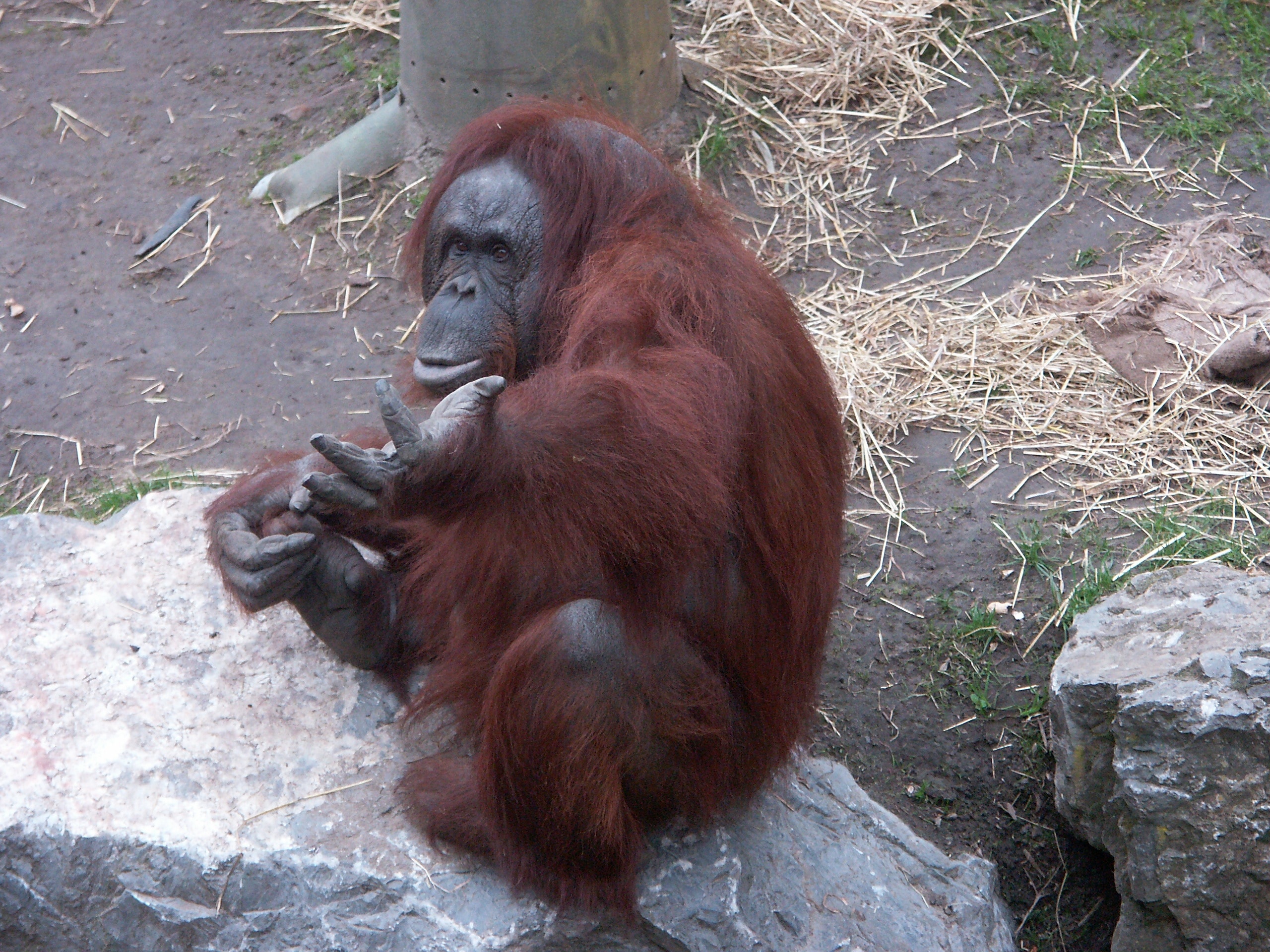adult orangutan