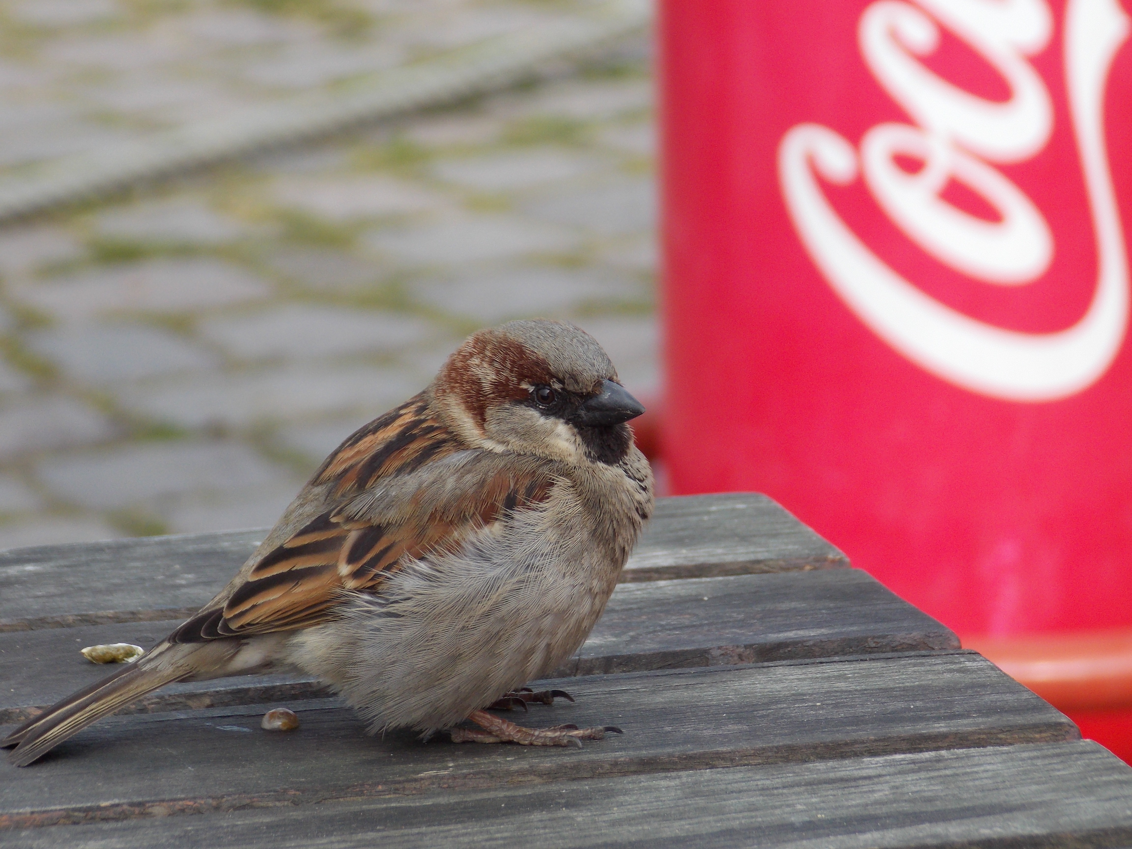 selective focus photo of Sparrow