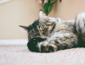 gray tabbby cat sleeping on white textile thumbnail